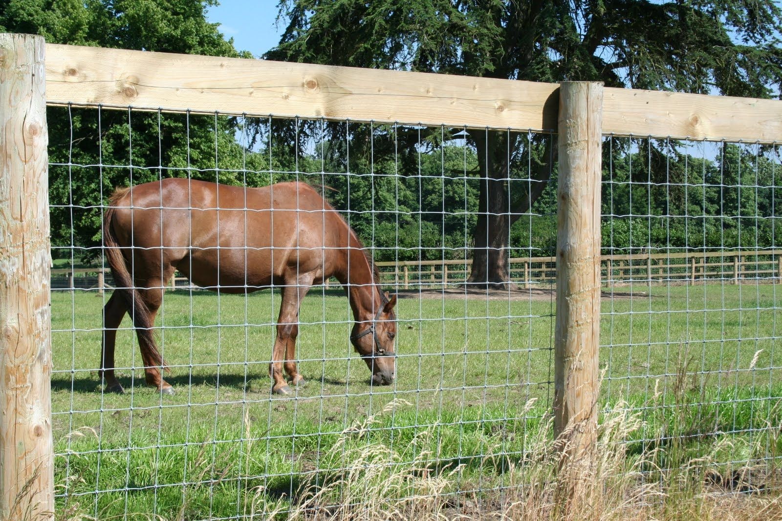 Horse grazing in pasture behind wooden and wire fence